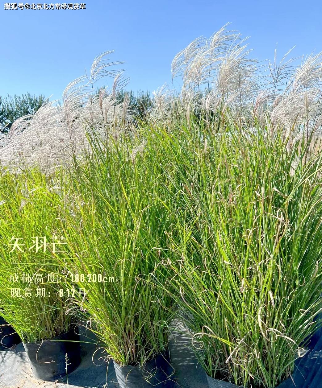 适合在北方地区种植的观赏草! - 鲁班技术网